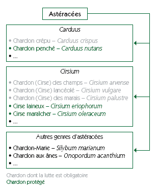 classification