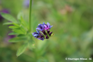 Fleurs_de_luzerne